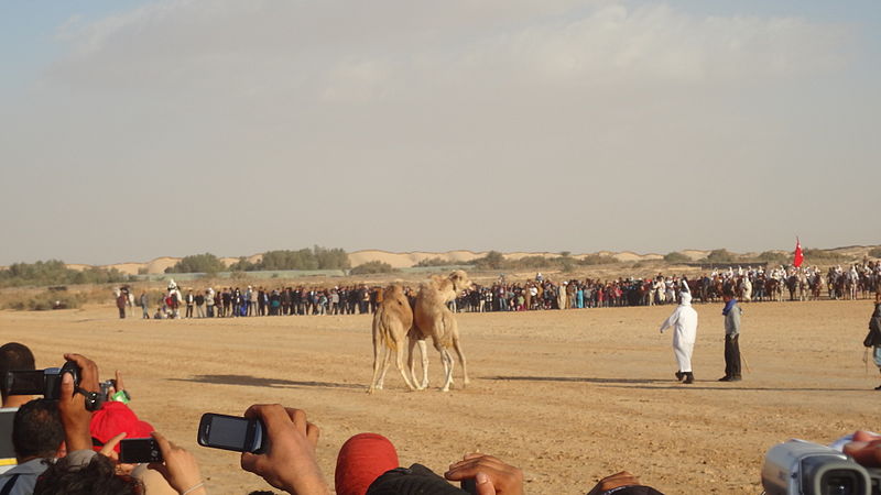 Assister le Festival Sahara de Douz