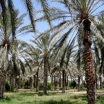 Douz palm oasis