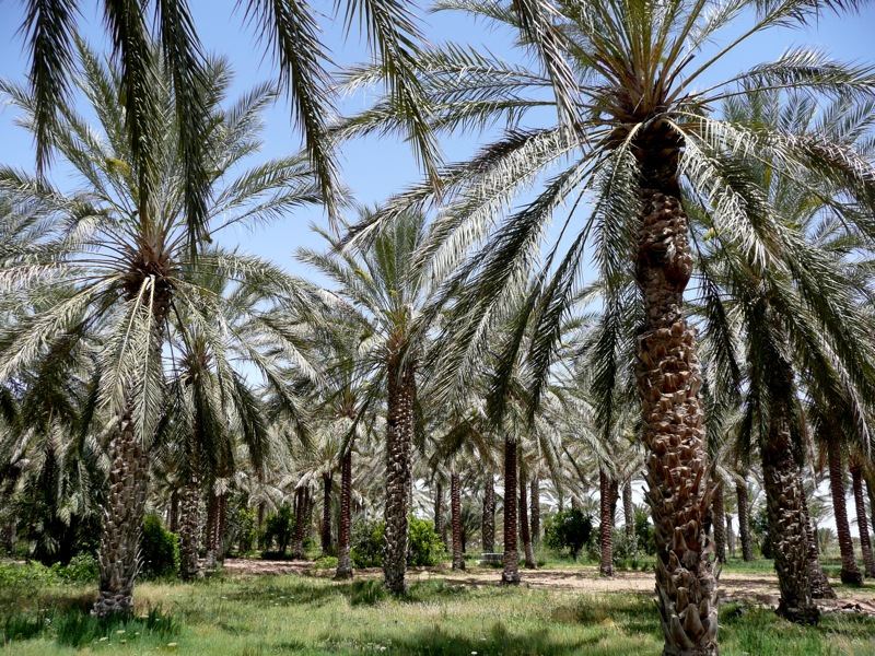 Douz palm oasis