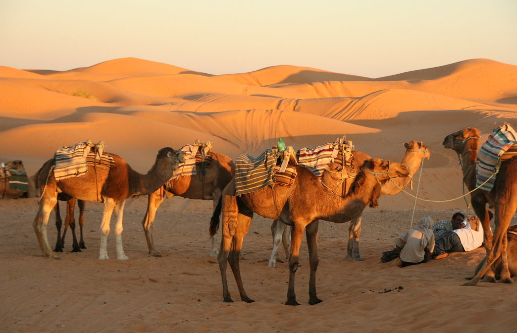 Randonnées et excursions au sud tunisien