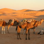 Randonnées et excursions au sud tunisien